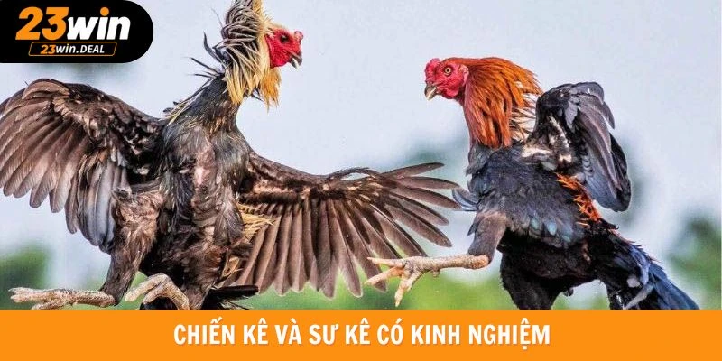 Những sư kê và chiến kê có tên tuổi