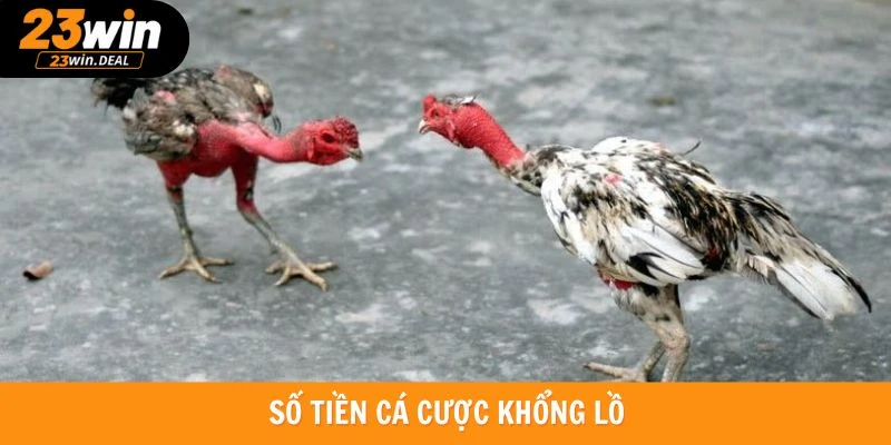 Số tiền cược chọi kê khủng